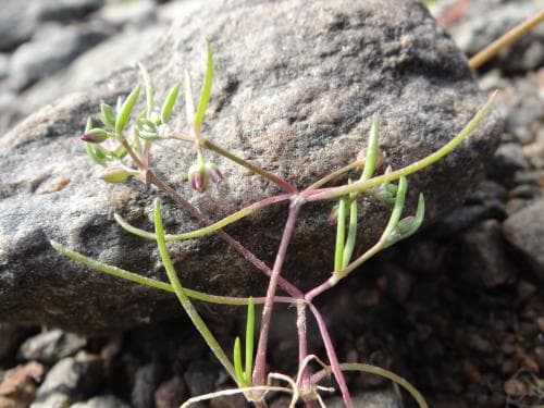 saltnarv Spergularia marina