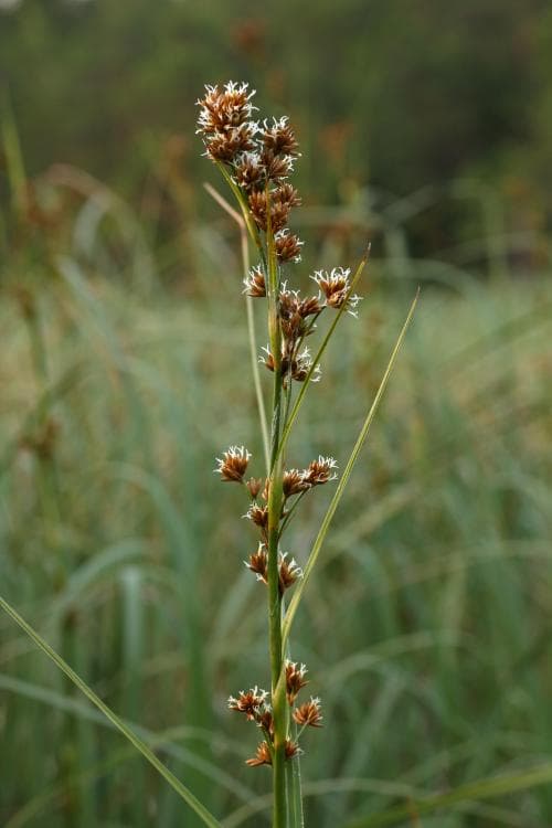 ag Cladium mariscus