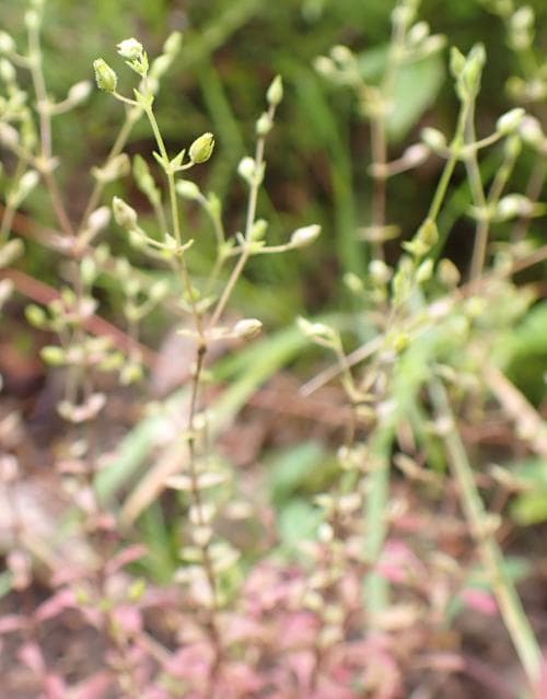 spädnarv Arenaria leptoclados