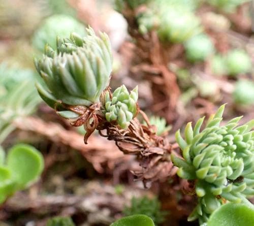 tofsfetknopp Petrosedum forsterianum