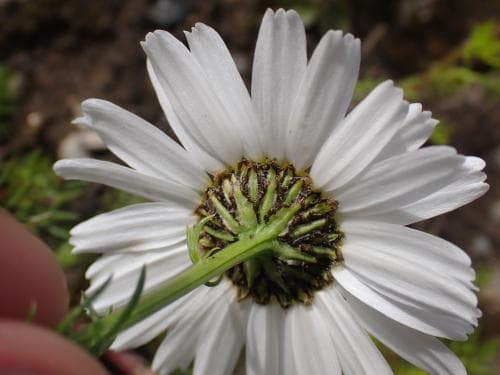 nordbaldersbrå Tripleurospermum maritimum subsp. subpolare
