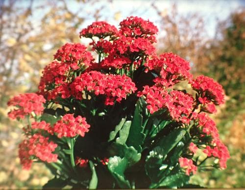 våreld Kalanchoë blossfeldiana