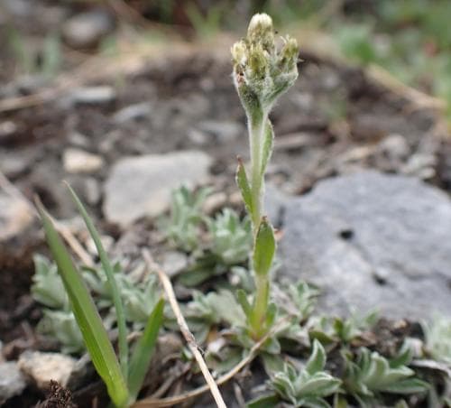 fjällkattfot Antennaria alpina subsp. alpina