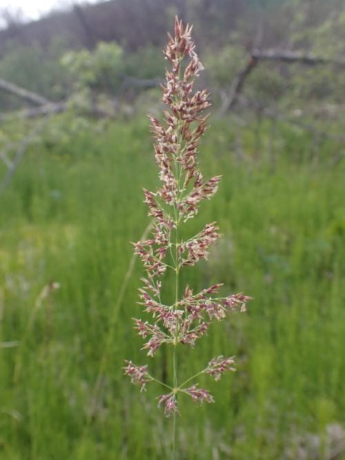polarmadrör Calamagrostis neglecta subsp. groenlandica
