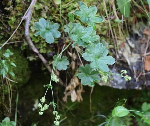 norddalsdaggkåpa Alchemilla semidivisa