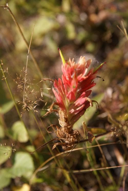 mönjeröd indianpensel Castilleja miniata