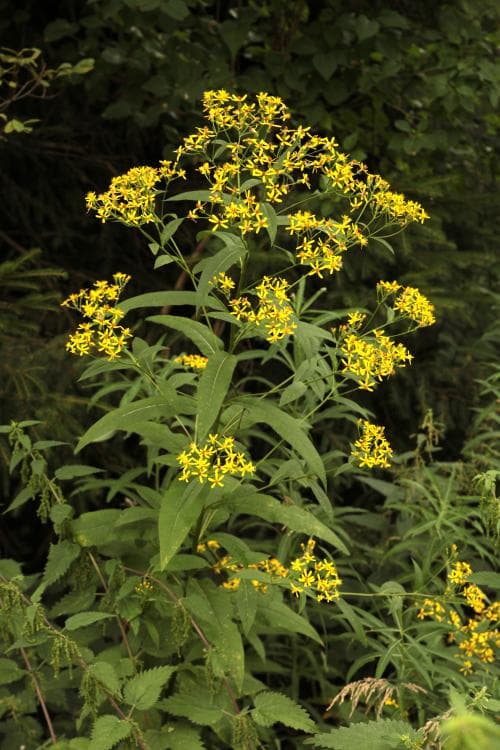glesstånds Senecio ovatus