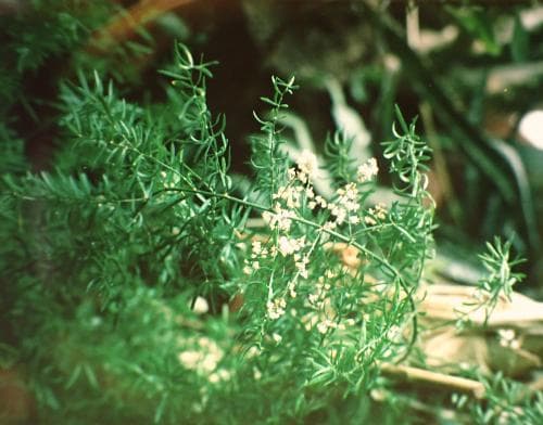 natalsparris Asparagus densiflorus