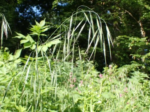 taklosta Anisantha tectorum