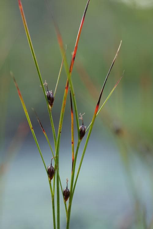 klynnetåg Juncus trifidus