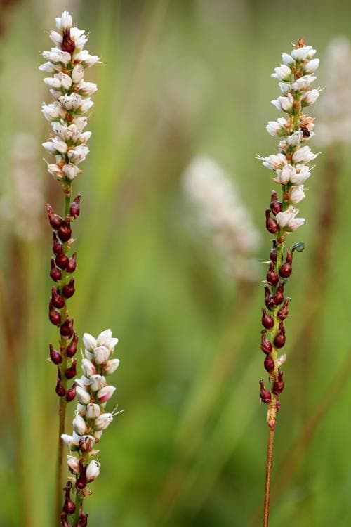 ormrot Bistorta vivipara