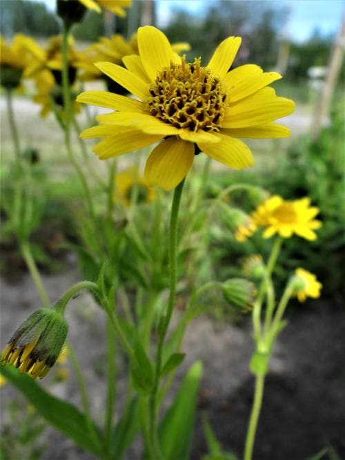 vägarnika Arnica chamissonis