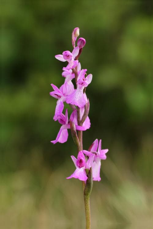 kärrnycklar Anacamptis palustris