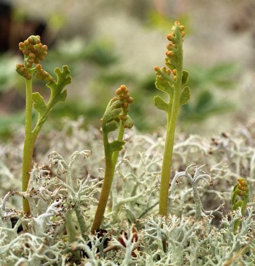 rutlåsbräken Botrychium matricariifolium