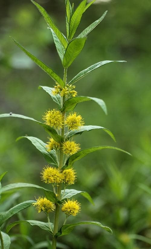 topplösa Lysimachia thyrsiflora