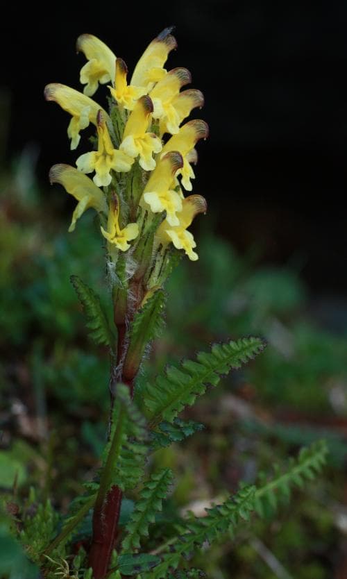 gullspira Pedicularis oederi