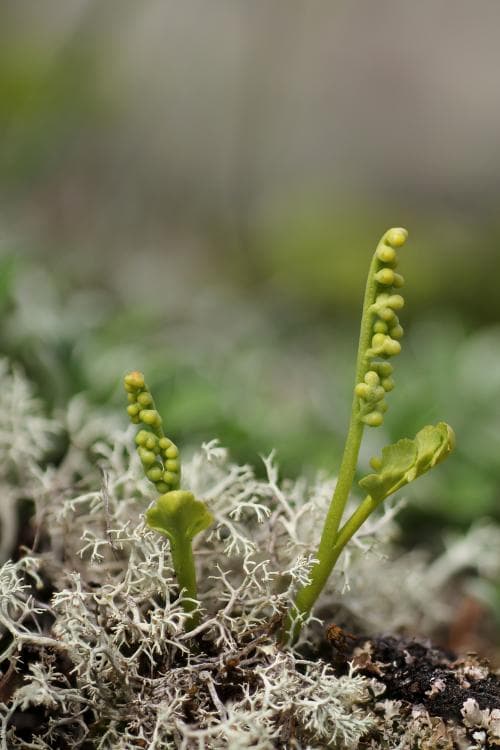 pysslinglåsbräken Botrychium tenebrosum