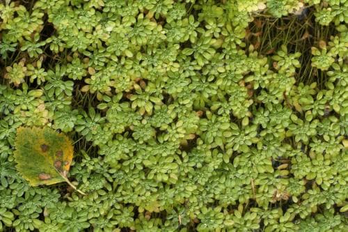 sommarlånke Callitriche cophocarpa