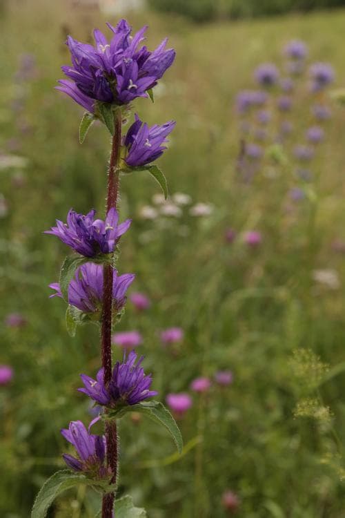 ängstoppklocka Campanula glomerata subsp. glomerata