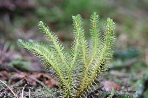 nållopplummer Huperzia acicularis