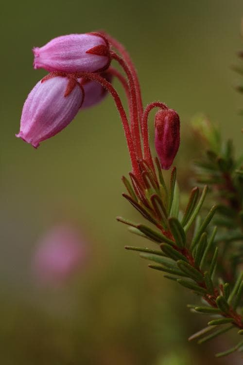 lappljung Phyllodoce caerulea