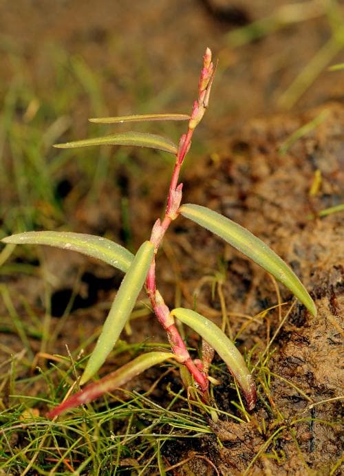 ävjepilört Persicaria foliosa