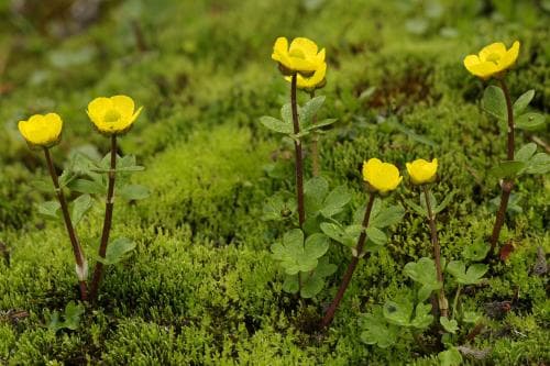 fjällsmörblomma Ranunculus nivalis