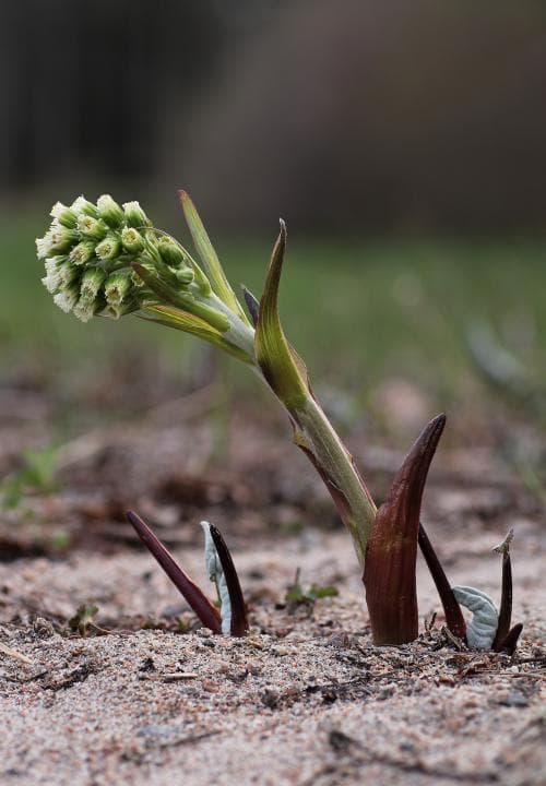 spjutskråp Petasites spurius