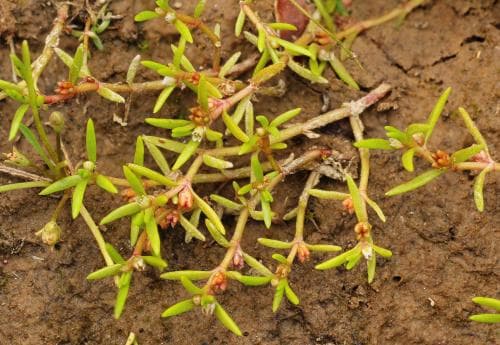 fyrling Crassula aquatica