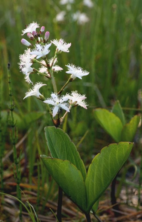 vattenklöver Menyanthes trifoliata