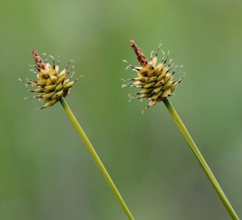 huvudstarr Carex capitata