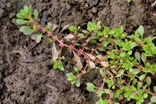 rödlånke Lythrum portula