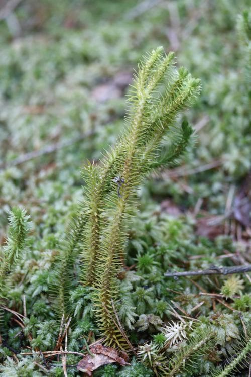 dråglopplummer Huperzia suberecta