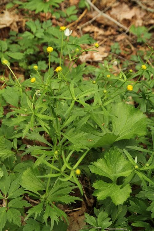 Ranunculus imitans Ranunculus imitans