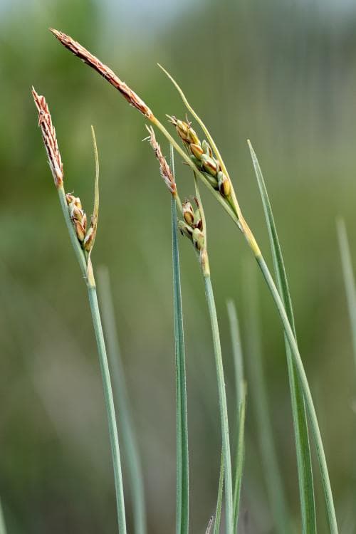 vitstarr Carex livida