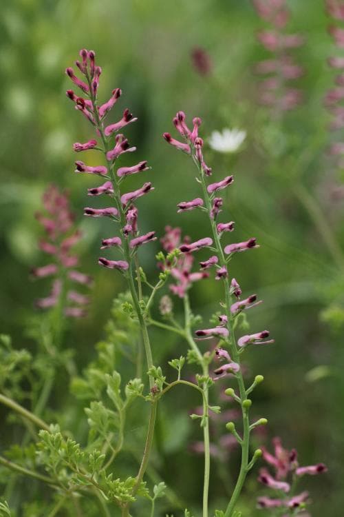 jordrök Fumaria officinalis