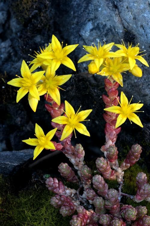 gul fetknopp Sedum acre