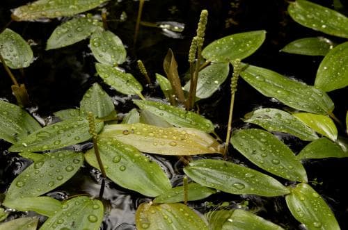 bäcknate Potamogeton polygonifolius