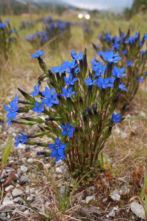 fjällgentiana Gentiana nivalis