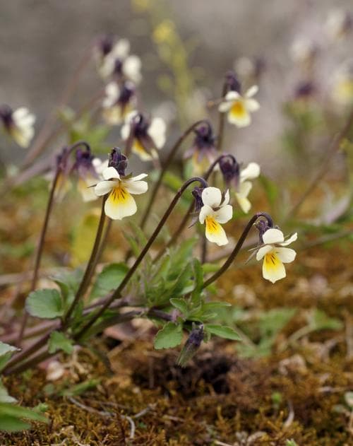 åkerviol Viola arvensis