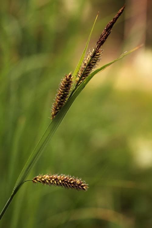 jättestarr Carex riparia