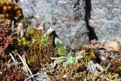 fågelarv Holosteum umbellatum