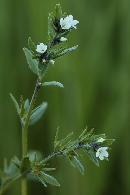 vit sminkrot Buglossoides arvensis var. arvensis