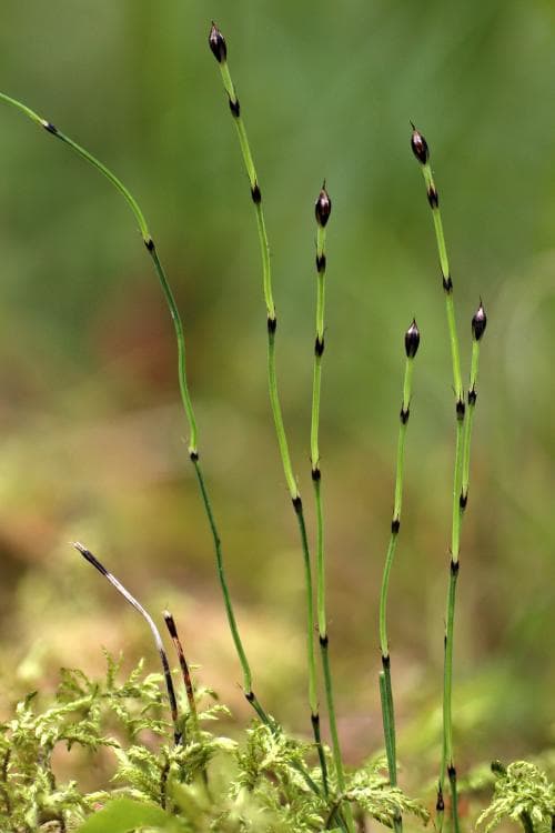 trådfräken Equisetum scirpoides