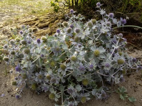 martorn Eryngium maritimum