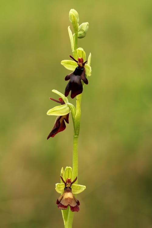 flugblomster Ophrys insectifera
