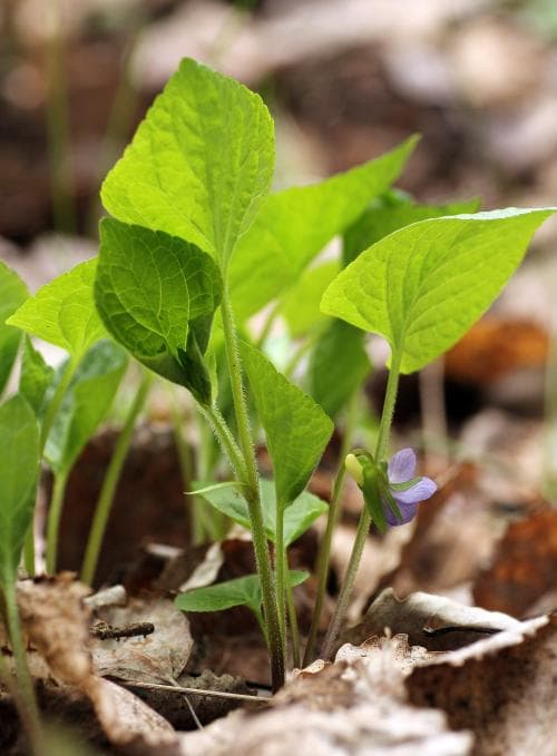 underviol Viola mirabilis