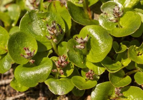 polarvide Salix polaris