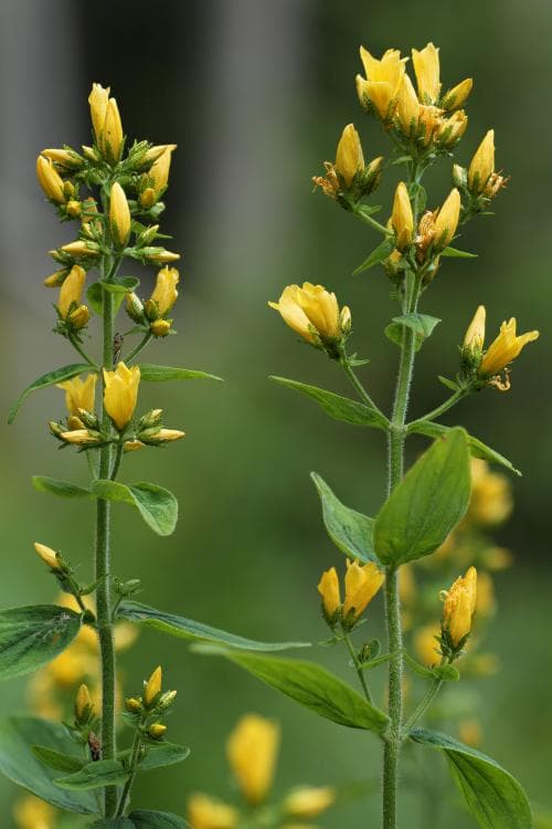 luden johannesört Hypericum hirsutum