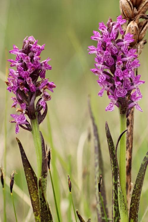 blodnycklar Dactylorhiza incarnata var. cruenta